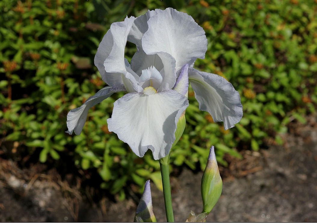 Iris germanica 'English Cottage'